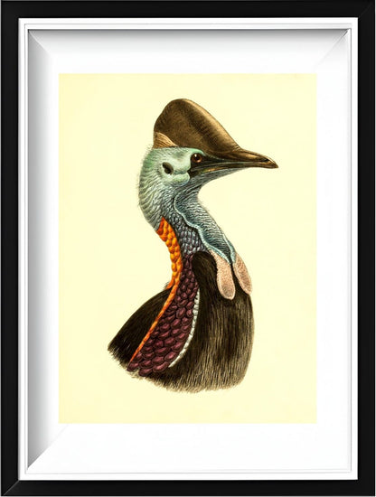 Casuarius Casuarius Violicollis