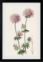 Long-styled Crucianella