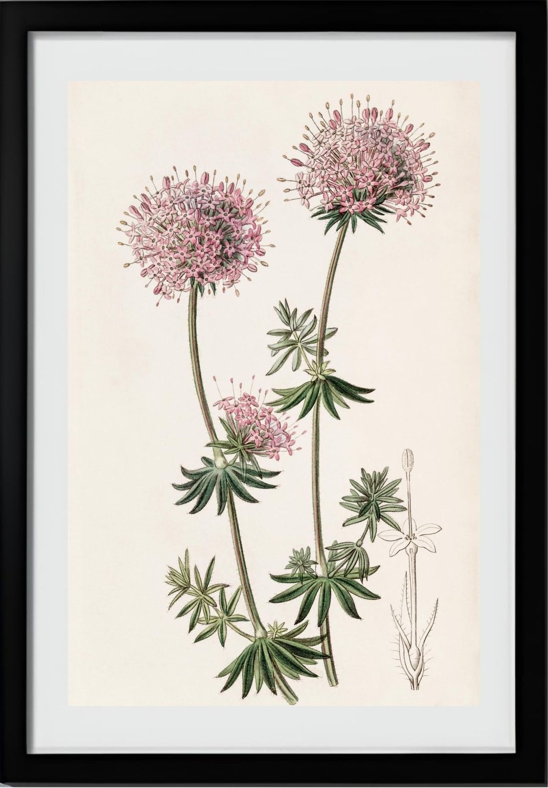 Long-styled Crucianella