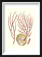 Gorgonia ceratophyta