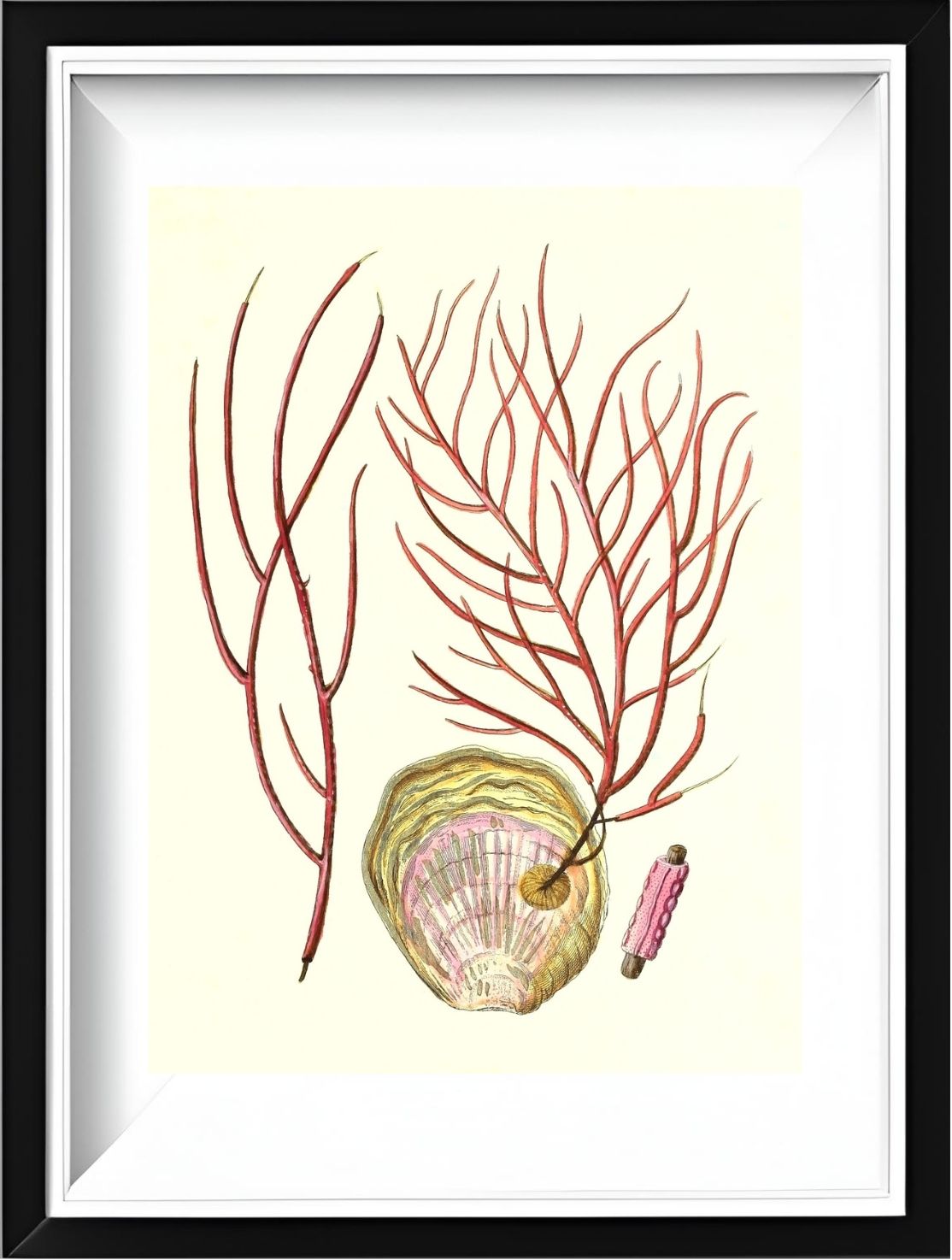 Gorgonia ceratophyta