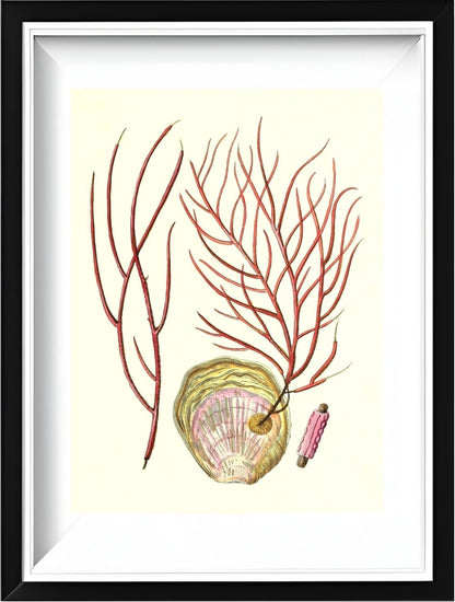 Gorgonia ceratophyta