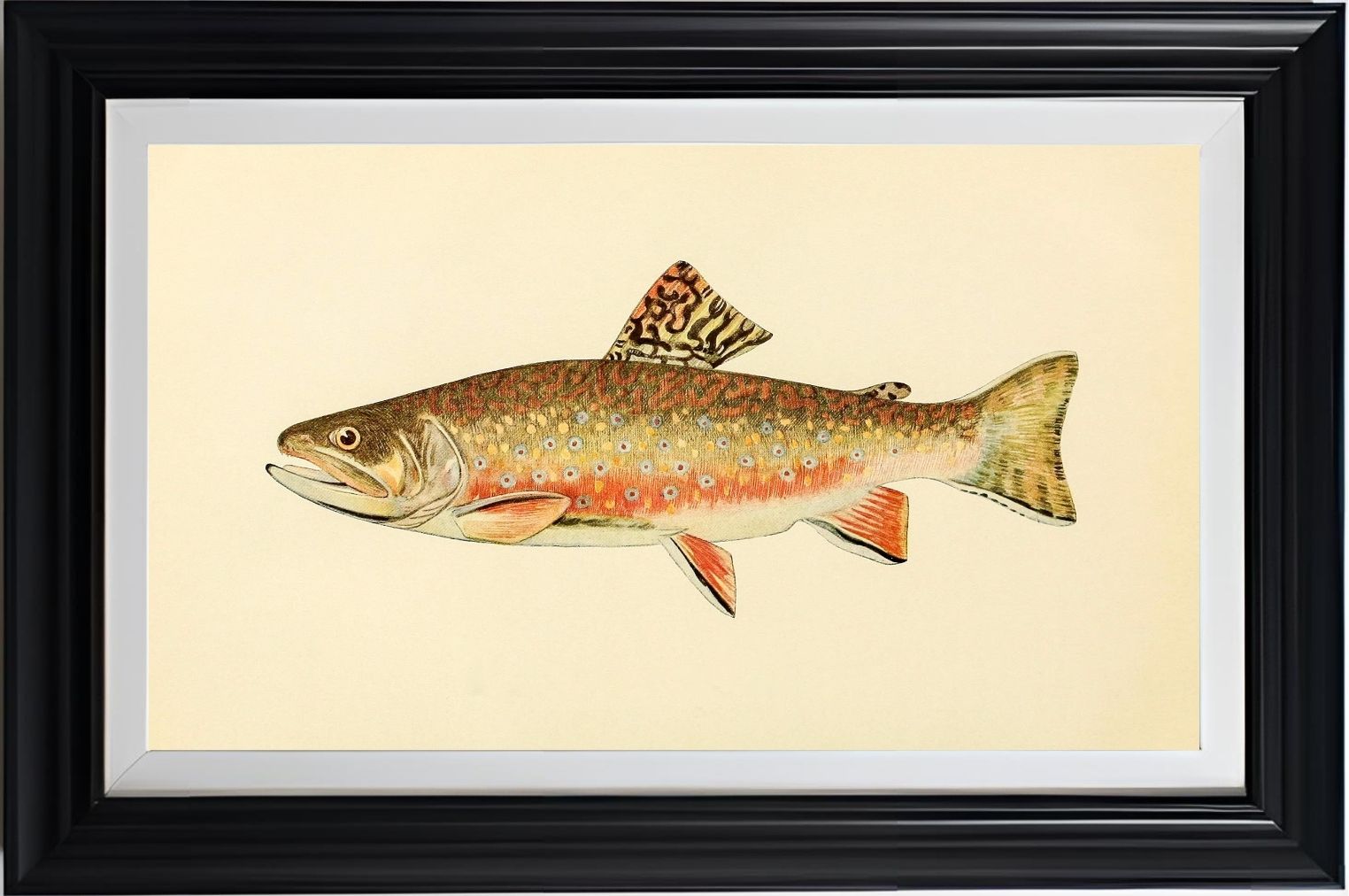 The Brook Trout (Adult Male) Salvelinus-Fontinalis (breeding season coloration)