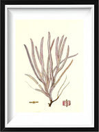 Gorgonia anceps