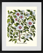 White rose of Sharon