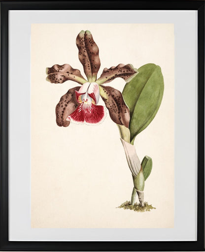 Cattleya Schilleriana (Brasilien)