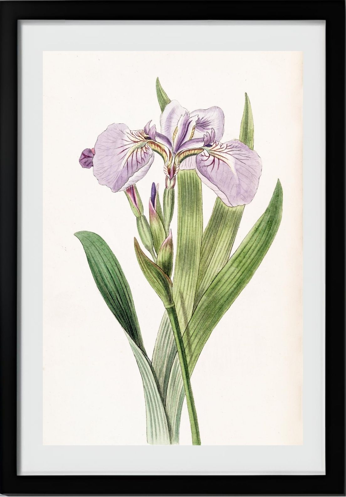 Bristle-Tipped Iris