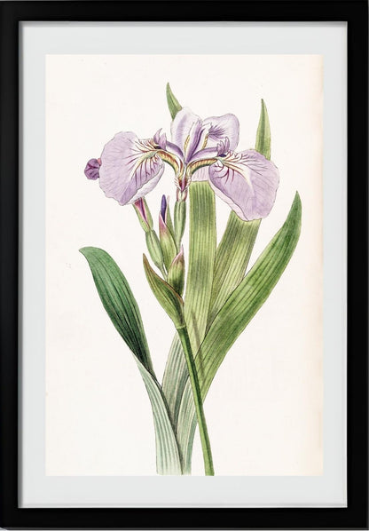 Bristle-Tipped Iris