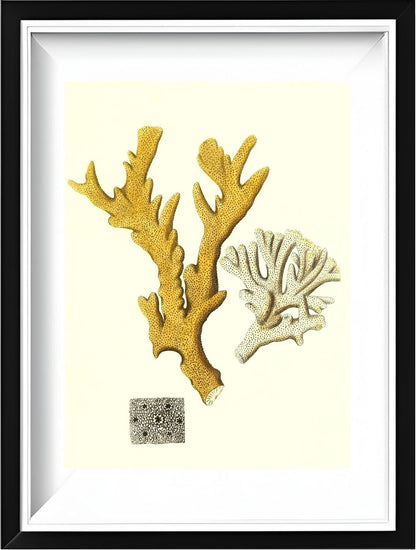 Millepora compresfa