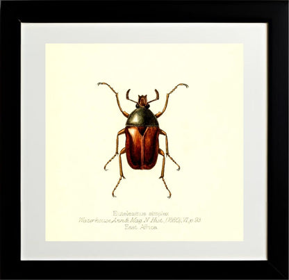 Eutelesmus Simplex