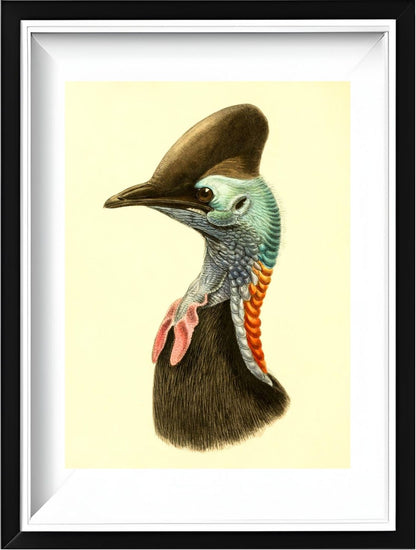 Casuarius Casuarius