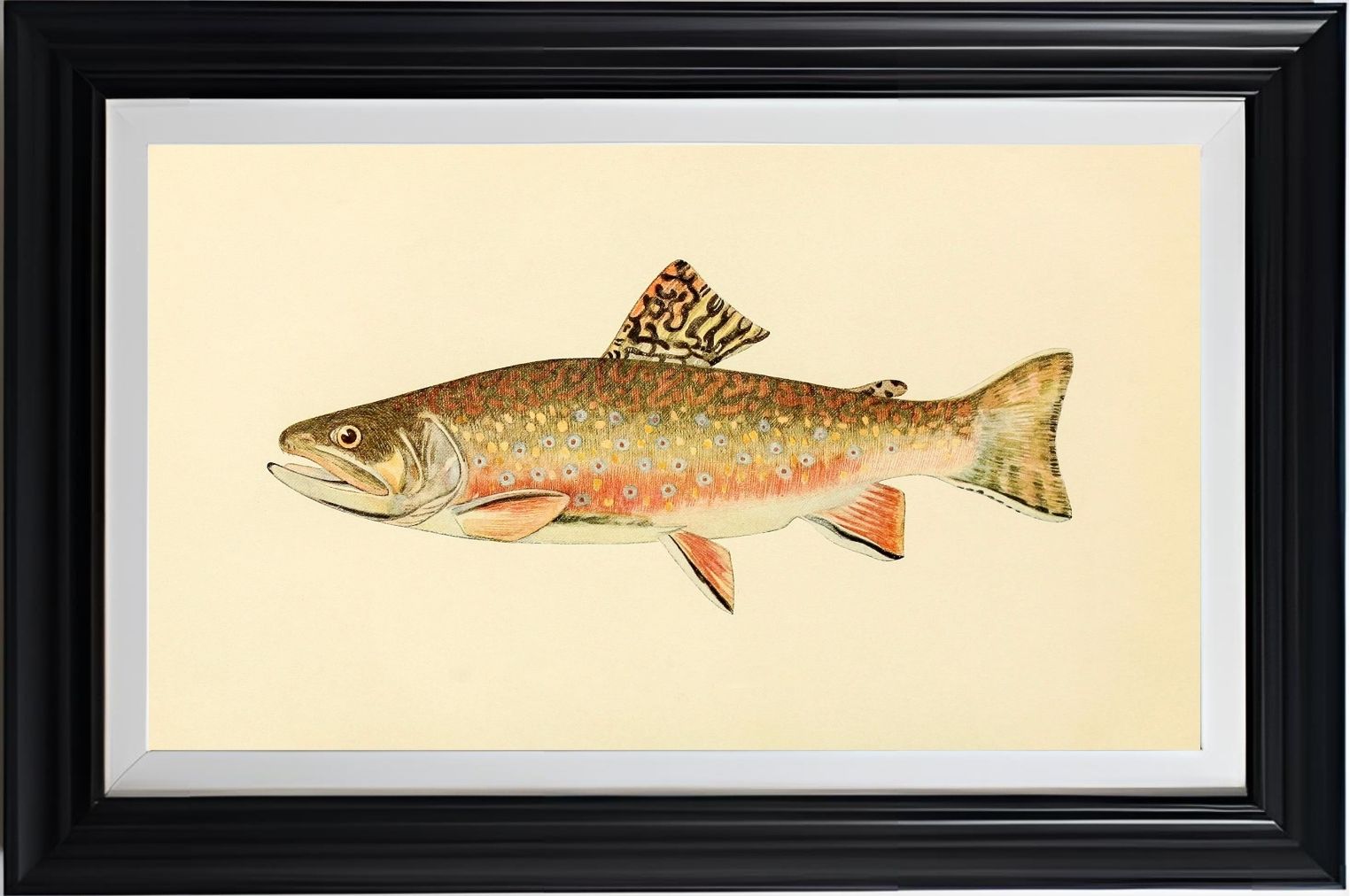 The Brook Trout (Adult Male) Salvelinus-Fontinalis (early fall coloration)