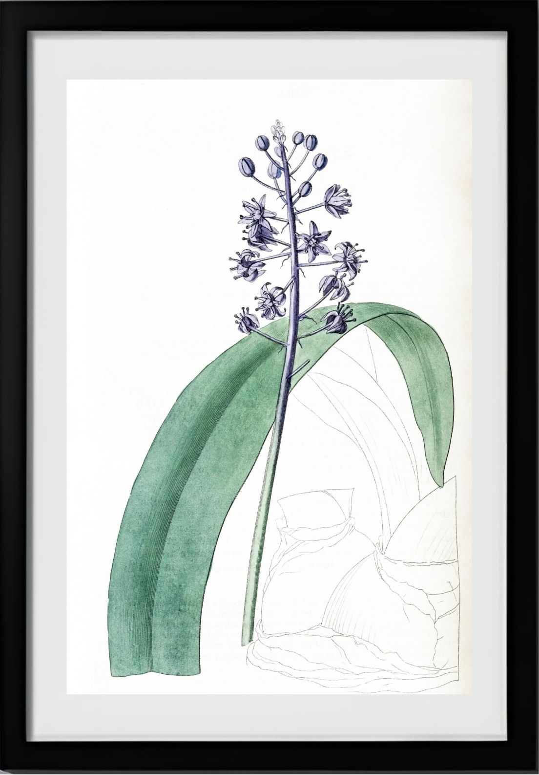 Lead-Coloured Scilla