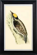 Three-Toed Woodpecker
