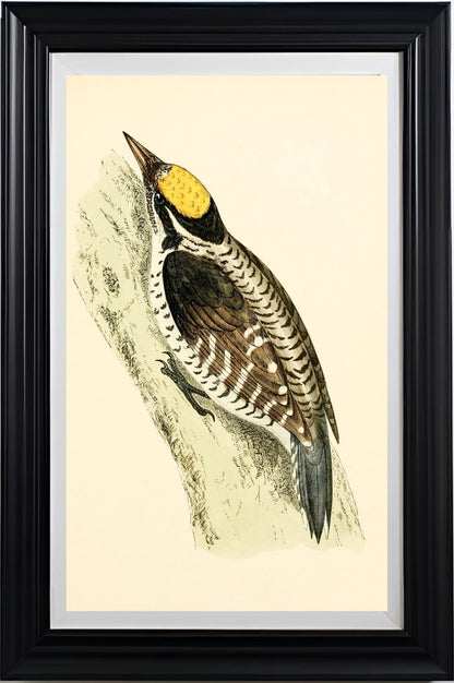 Three-Toed Woodpecker