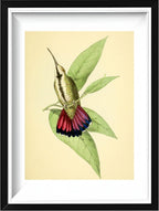 Mango Hummingbird Female