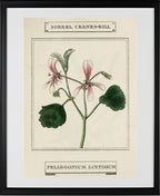 Sorrel Cranes-Bill