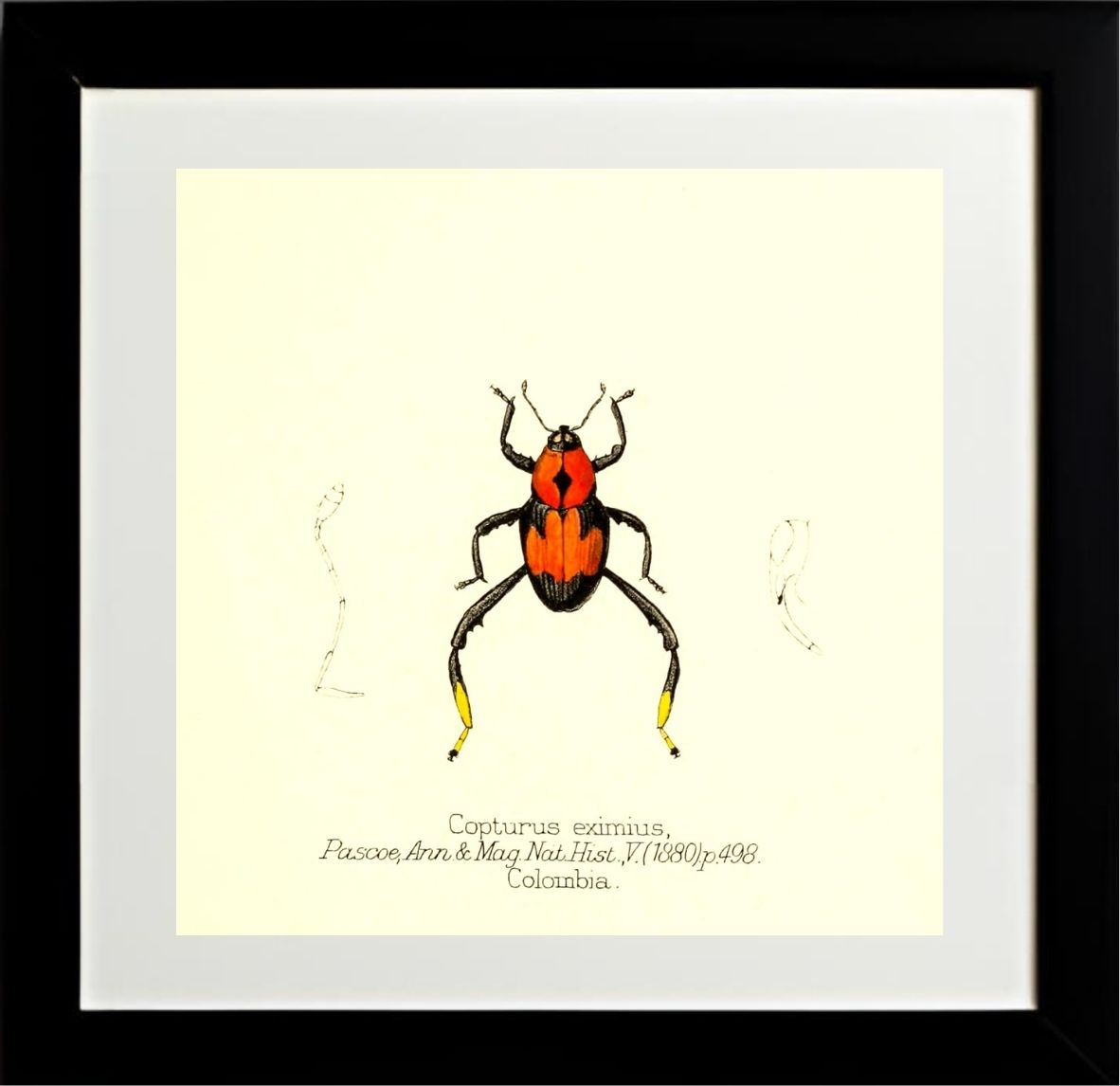 Copturus Eximius