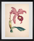 Cattleya Lawrenceana
