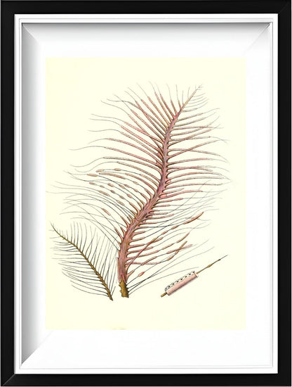 Gorgonia fetofa