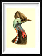 Casuarius Casuarius Beccarii
