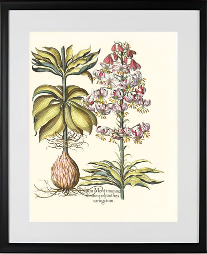 Spotted Variegated Martagon Lily