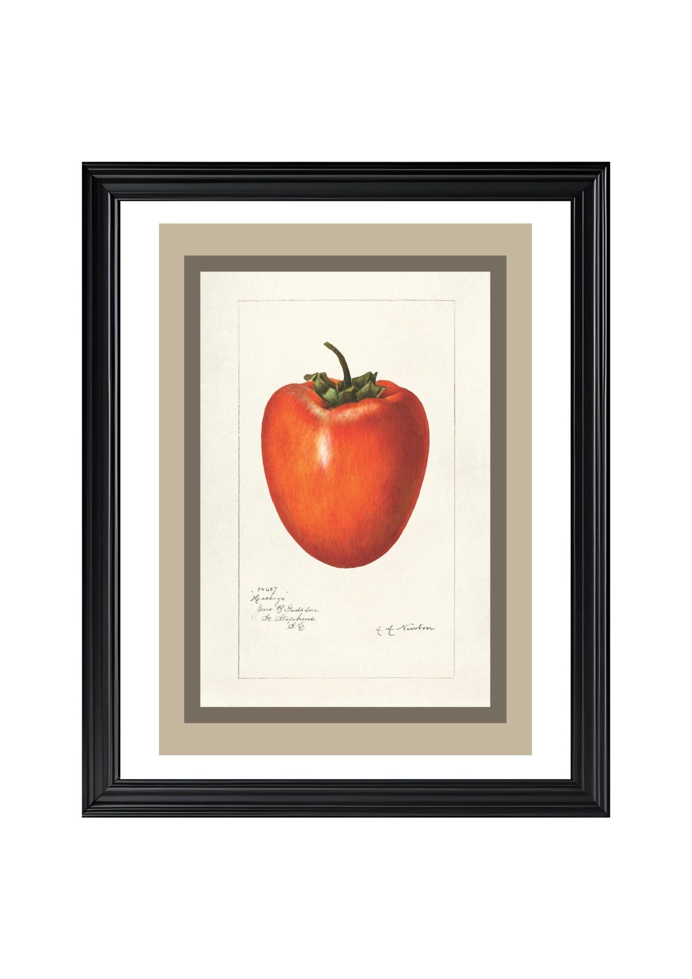 Persimmon