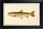 The Red Throat Trout (Adult Male) Salmo-Clarkii