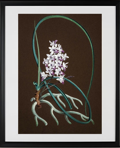 Aerides Mitratum