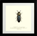 Alaolacon Cyanipennis