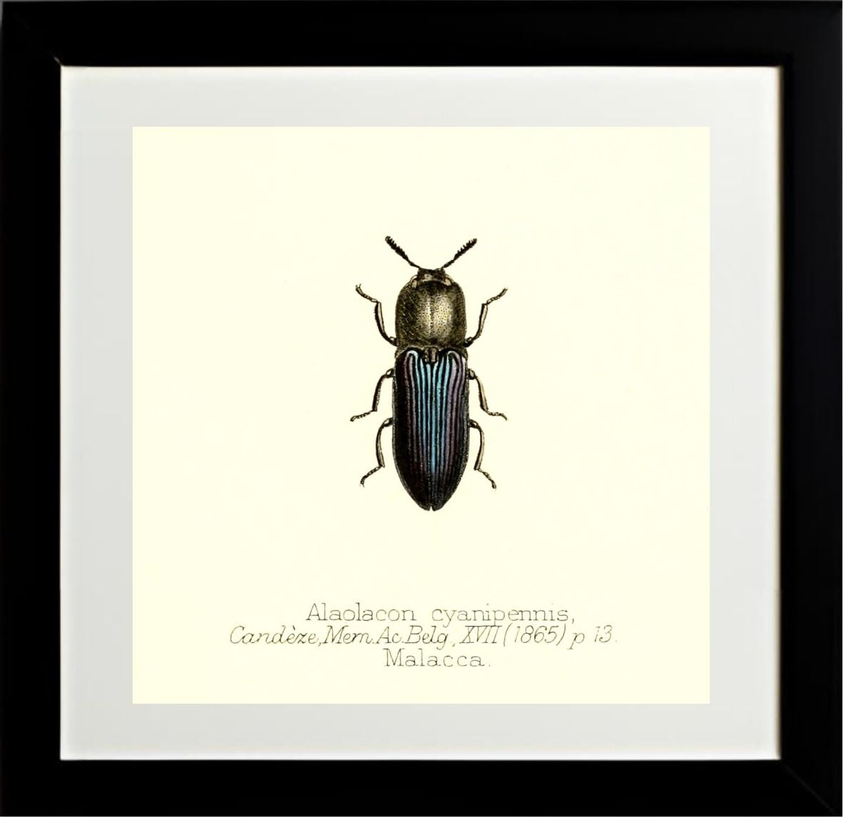 Alaolacon Cyanipennis