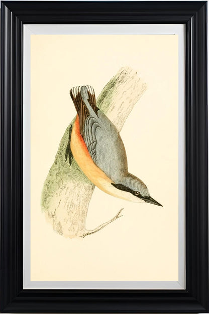 Nuthatch