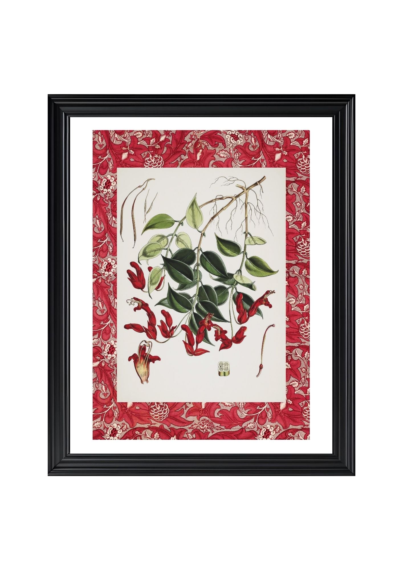Aeschynanthus Peelii