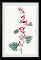 Mr. Munro's Mallow
