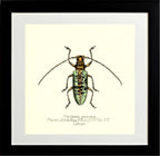 Peribasis Princeps