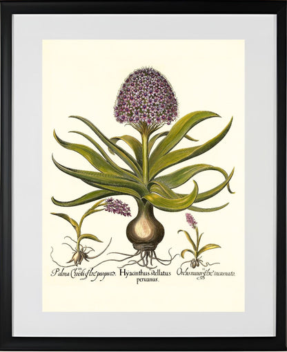 Peruvian squill, Pink spotted wild orchid, et al
