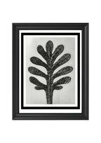 Achillea Umbellata (Yarrow Leaf)