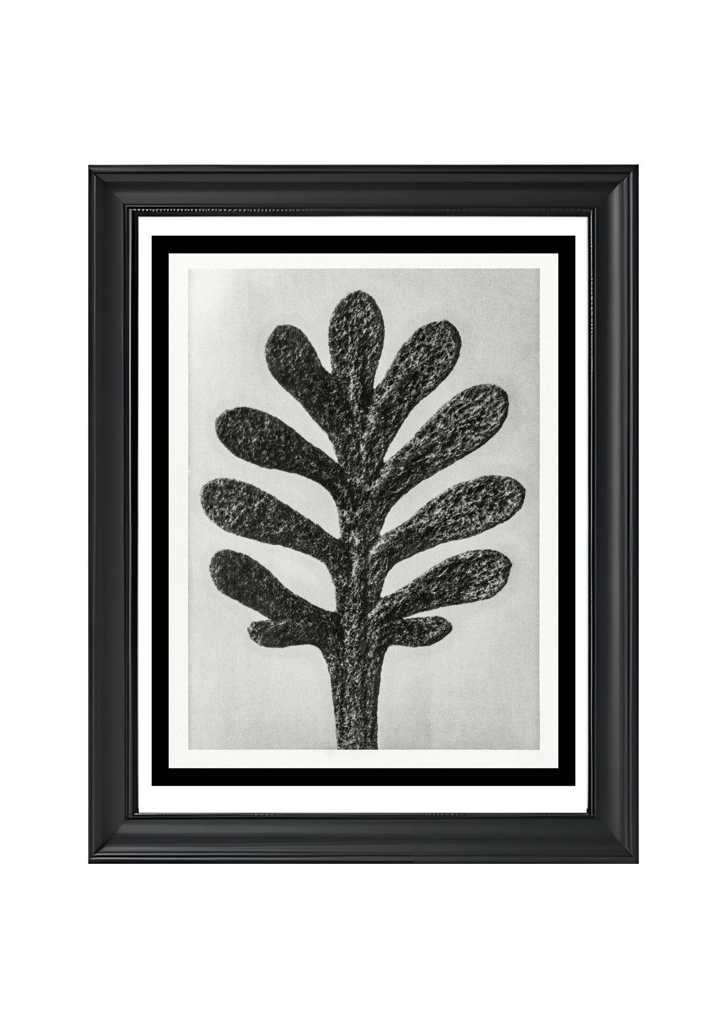 Achillea Umbellata (Yarrow Leaf)