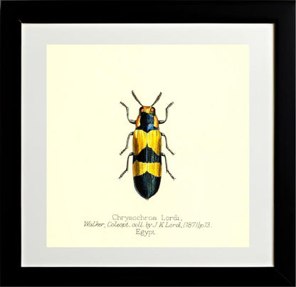 Chrysochroa Lordi