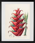 Le Balisier (Hiliconia)