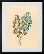 Pentand Mono. (Ehretia Rigida)