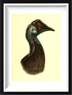Casuarius Bennetti