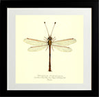Helcopteryx Rhodiogramma