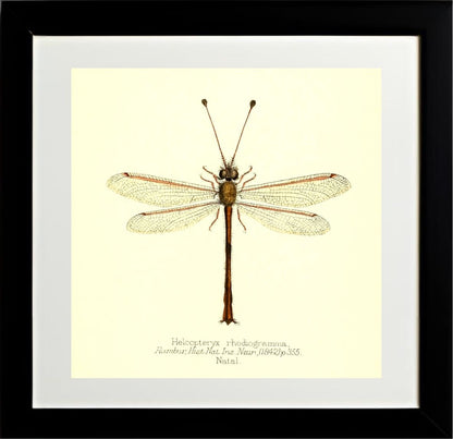 Helcopteryx Rhodiogramma
