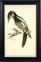 Hairy Woodpecker