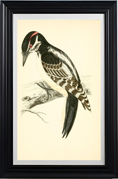 Hairy Woodpecker