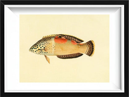 Labrus Aureo-Maculatus