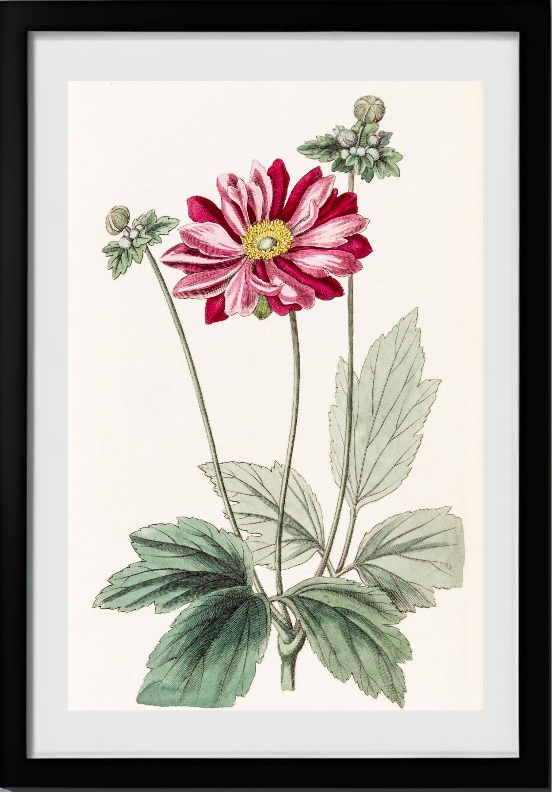 Japanese Anemone