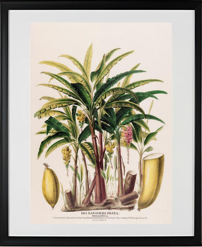 Les Bananiers (Musa Paradisica)