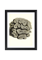 Caryophyllia sinuosa
